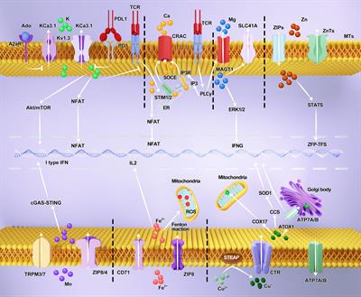 Regulation of anti-tumor immunity by metal ion in the tumor microenvironment